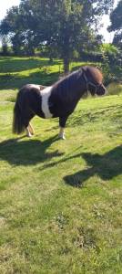 Poney shetland plein papier de 3 ans