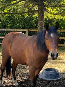 Poiliche paint horse origien reining