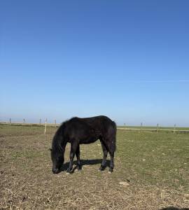 Pouliche connemara part bred