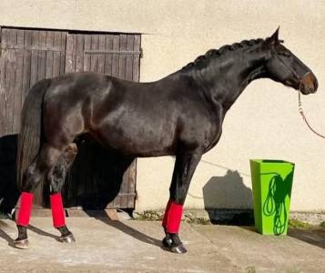 Cheval pure race espagnole apto 2014 1m68