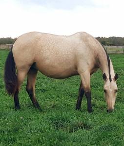 Jument pure race espagnole apta isabelle 2015 1m64