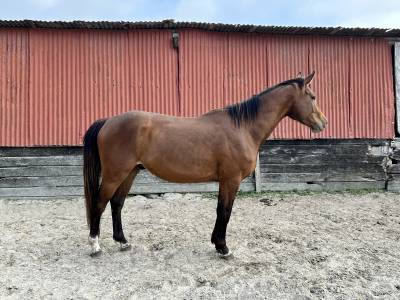 Hongre sf, idéal pour cso