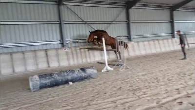 Hongre, kwpn, obstacle, par kardesh (etoulon)