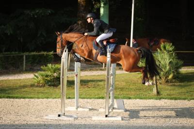 Top cheval d amateur 