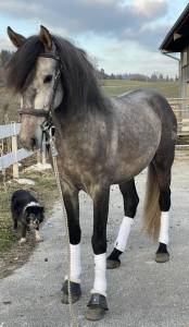 Hongre pure race espagnole 