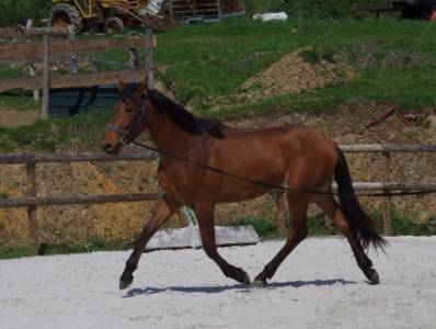 Pouliche 2 ans pre grandes origines et pré-débourrée