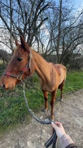 Trotteuse française 