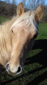 Super jeune poney à construire