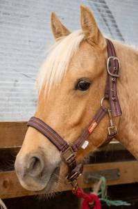 Super jeune poney à construire