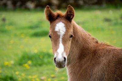 Poulain prometteur pour le dressage