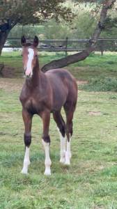 A vendre hongre 2 ans de dressage