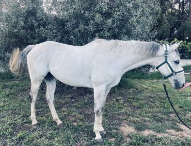 Cheval 10 ans ps