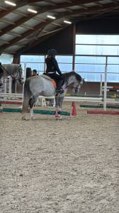 Pony di 6 anni.