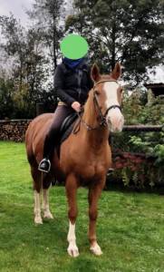 Selle francais hongre 19 ans