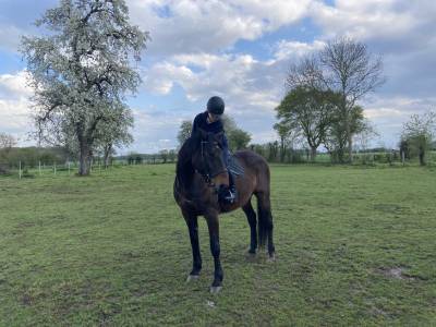 Trotteur francais 19 ans