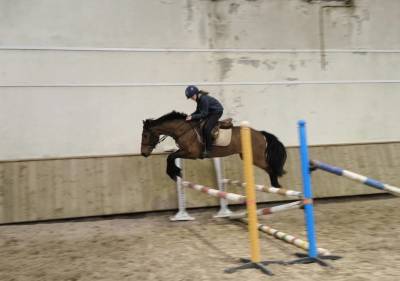 Poney de sport - 5 ans - 1m47