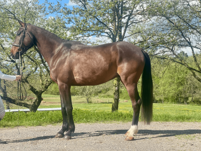 Hongre - sf - 4ans