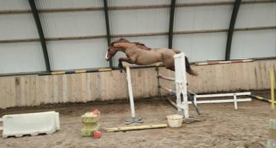 Jument sf - 5 ans - 1m62
