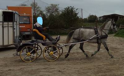 Jument lipizzan 9 ans