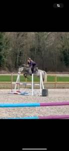 Ruin Franse rijpony PFS Te koop 2019 Schimmel