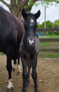 Poney cce à réserver