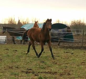 Poulain oc sport 