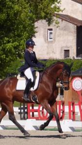 Yegua kwpn caballo de deporte neerlandés en venta 2016 bayo