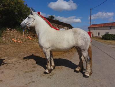 Cavalla percheron in vendita 2019 grigio ,  drageur du caroi