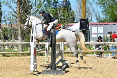 Poney d hongre de 6 ans