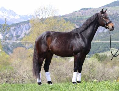 Hongre de 4 ans par zonic