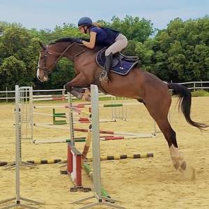 Valorisation / dépôt vente poneys et chevaux 