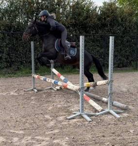 Maestoso galanta , magnifique poney hongre pleins papiers de 8 ans