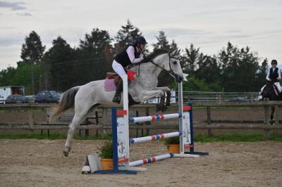 Jument selle française - 12 ans - 166 cm