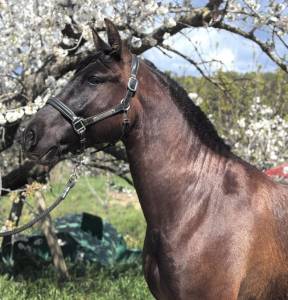 Cheval loisir