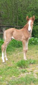 Pouliche alezane pfs