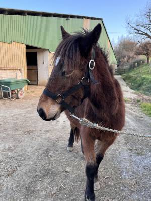 Poney typé pottok