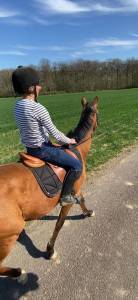 Jeune cheval de 3 ans