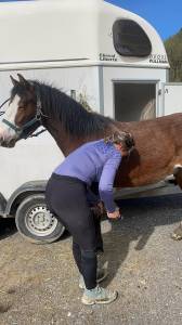 Poney 2 ans pfs ( welsh)