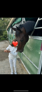 à vendre jument 9 ans