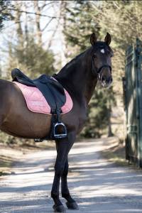 Entier pure race espagnole 