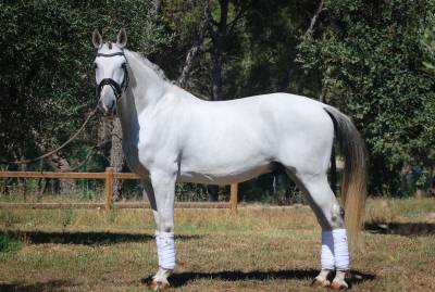 HONGRE LUSITANIEN DRESSAGE
