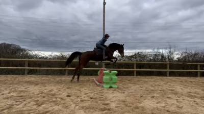 Kindy bere, jument pur sang, 5 ans, 1m70 