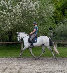 Magnifique hongre pre pp 8 ans