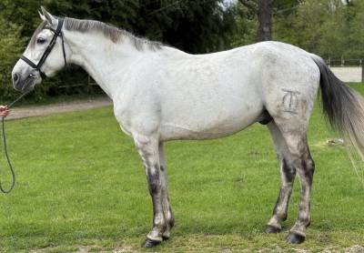 Magnifique hongre pre pp 8 ans 