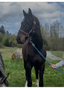 Jeune cheval à vendre