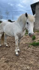 Cheval demi trait 