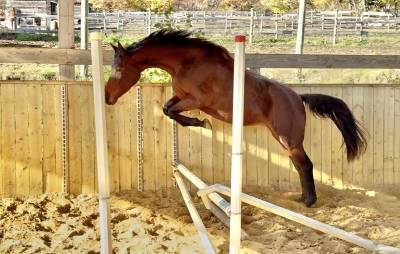 Potranca aes anglo european studbook en venta 2023 bayo por idem du peyron