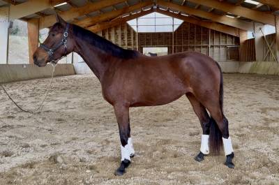 Potranca aes anglo european studbook en venta 2023 bayo por idem du peyron