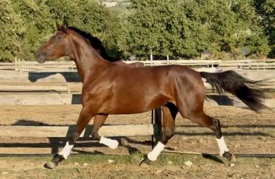 Filly aes anglo european studbook for sale 2023 bay