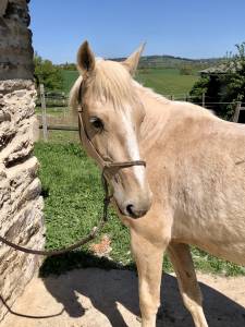 Pouliche palomino type ibérique